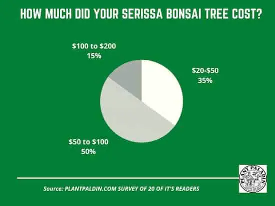 How much does a serissa bonsai tree cost - survey results?