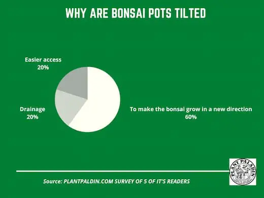 Why are bonsai pots tilted - survey results