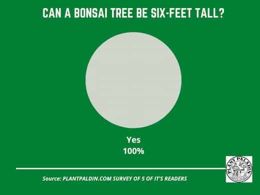 Can a bonsai be 6 feet tall - survey results