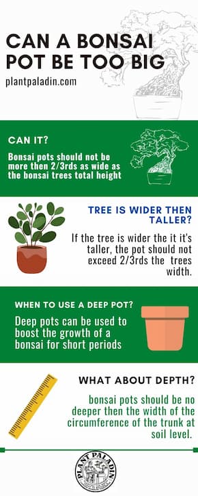 Can a bonsai pot be too big - infographic