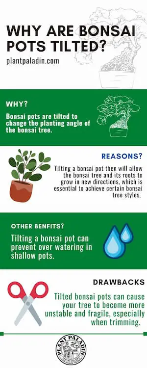 Why are bonsai pots tilted - infographic