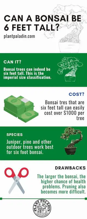 Can a bonsai be 6 feet tall - infographic