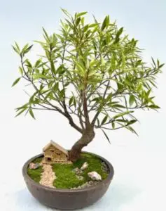 Willow-leafed Ficus bonsai