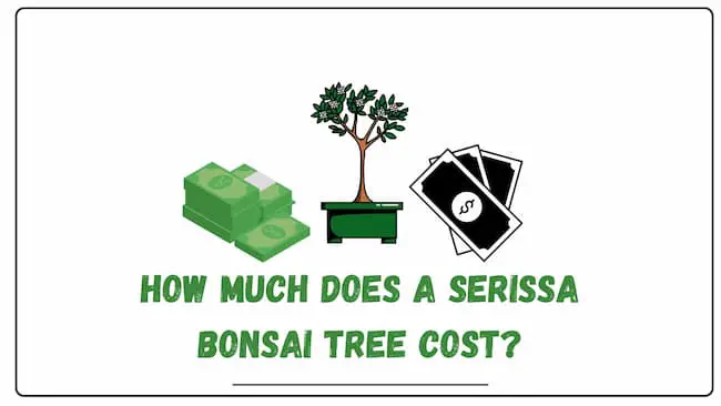 How much does a serissa bonsai tree cost