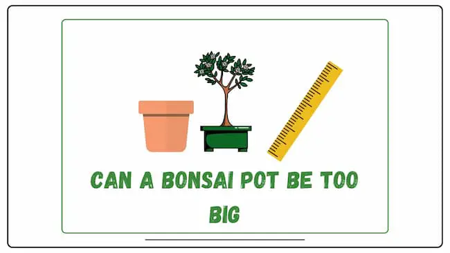 Can a bonsai pot be too big