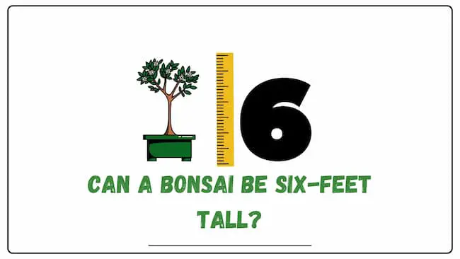 Can a bonsai be 6 feet tall