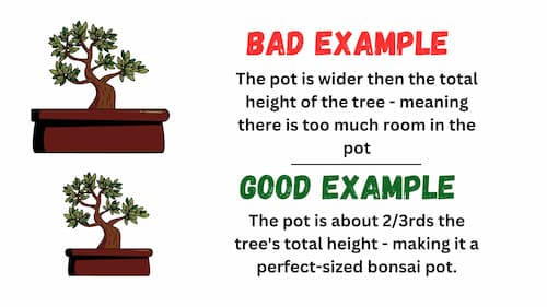 bonsai pot size