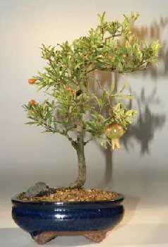 best fruit bonsai tree - dwarf pomegranate
