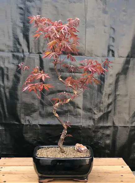 Best Maple Bonsai Trees