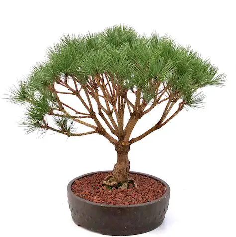 Best Pine Bonsai tree