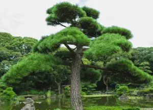 How much does a Pine bonsai tree cost? 