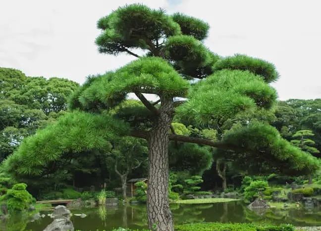 How much does a Pine bonsai tree cost