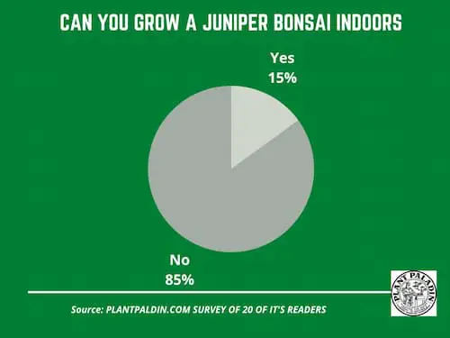 Can You Grow Juniper Bonsai Indoors - survey results