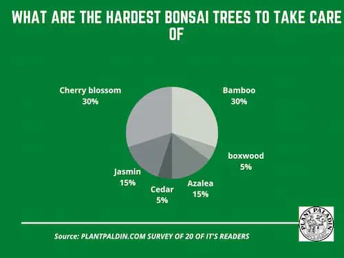 What is the hardest bonsai tree to take care of - survey results