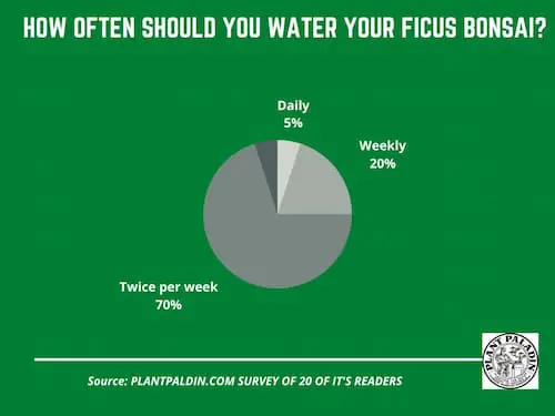 How often should you water a ficus bonsai - survey results