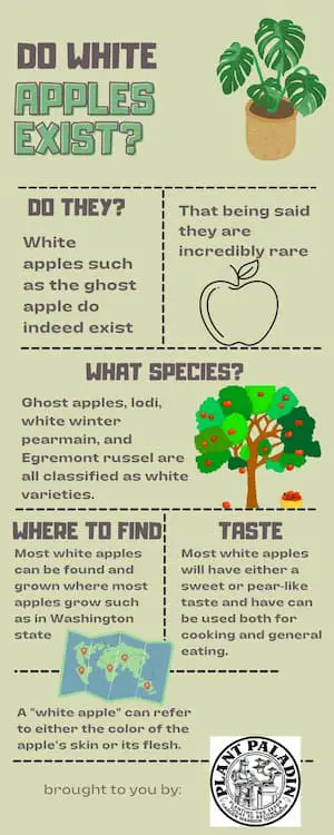 Do white apples exist - infographic