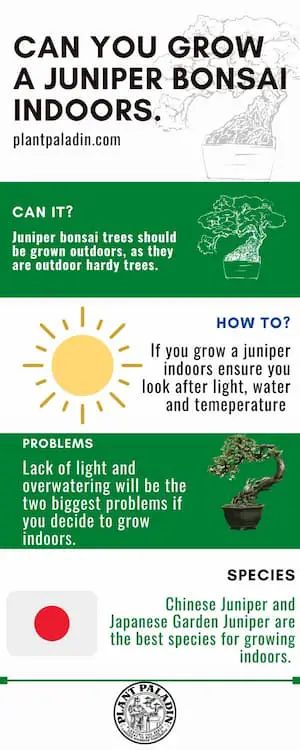 Can You Grow Juniper Bonsai Indoors - infographic