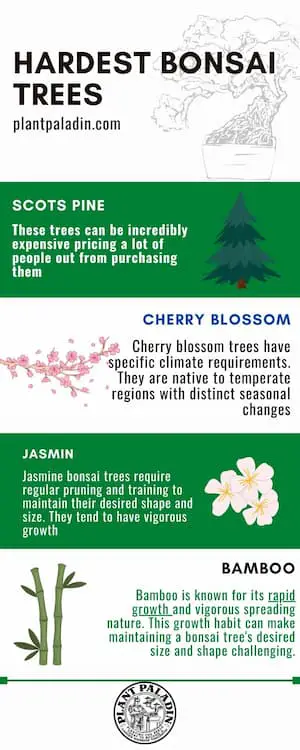 What is the hardest bonsai tree to take care of - infographic