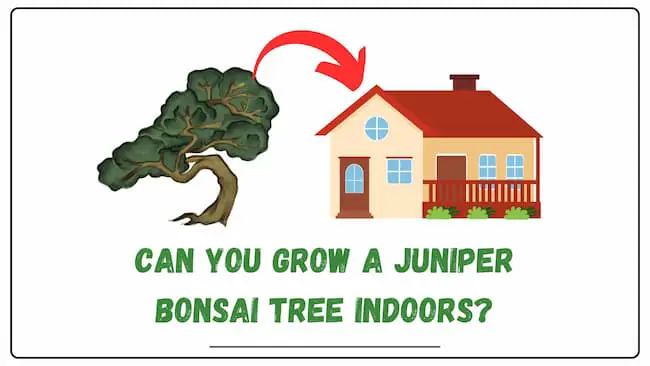 Can you grow juniper bonsai indoors