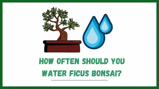 How often should you water a ficus bonsai?