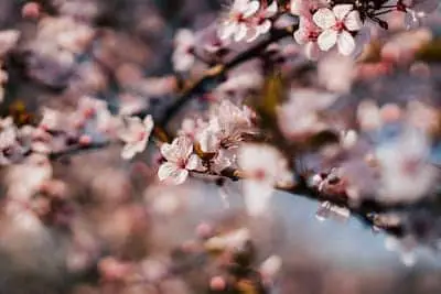 Cherry Blossom bonsai