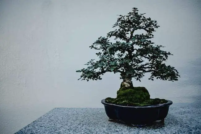 What Is The Hardest Bonsai Tree To Take Care Of? (7 species)