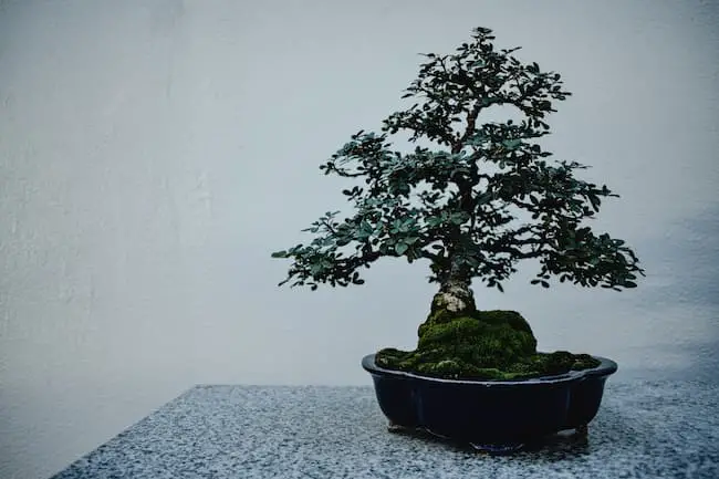 What is the hardest bonsai tree to take care of