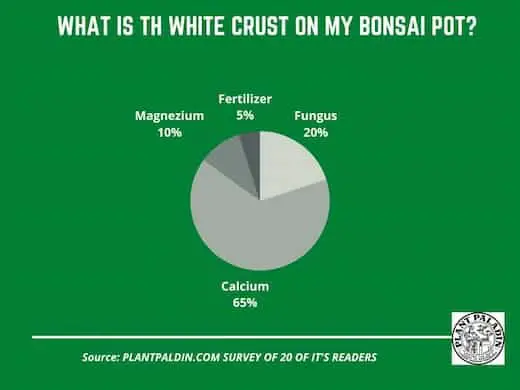 What Is The White Crust On My Bonsai Pots - survey results