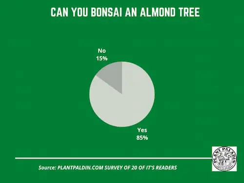 Almond bonsai tree