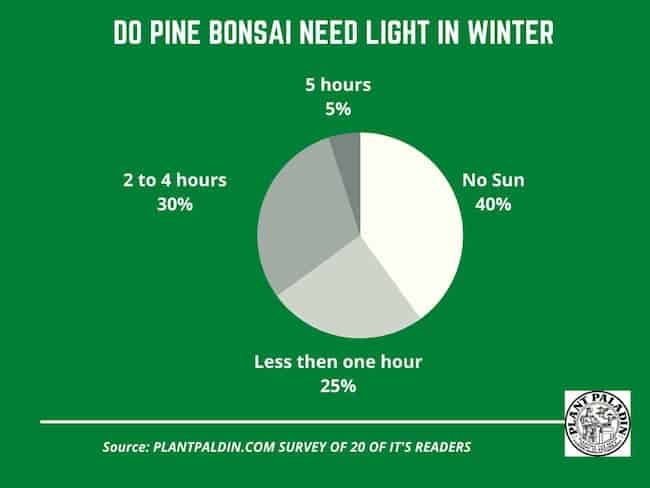 Do pine bonsai need light in winter