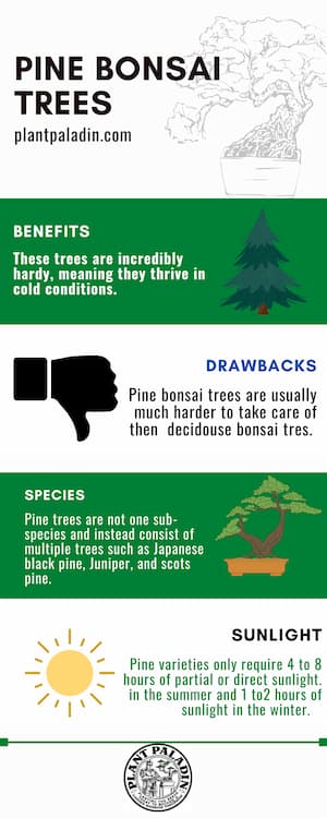 Do pine bonsai need light in winter