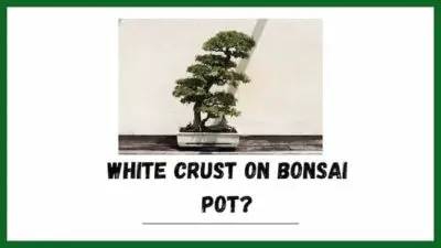 What Is The White Crust On My Bonsai Pots? (is it dangerous)