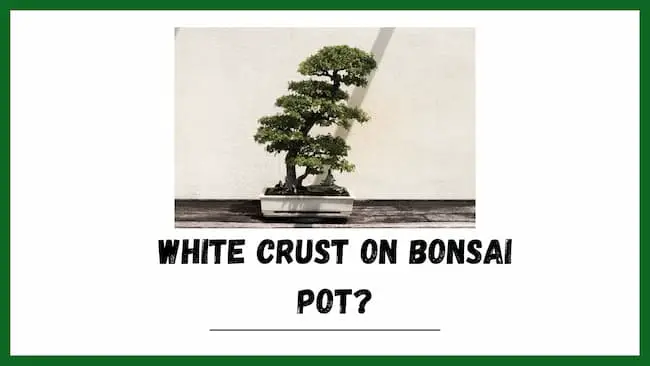 White Crust On Bonsai Pots