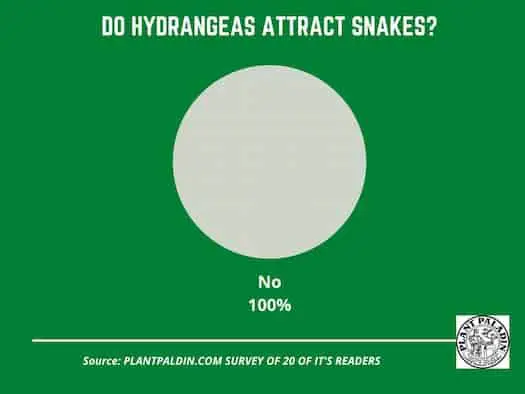 Do hydrangeas attract snakes - survey results