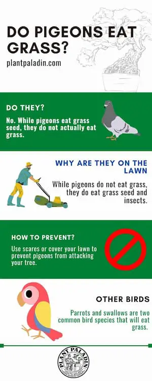 do pigeons eat grass - infographic