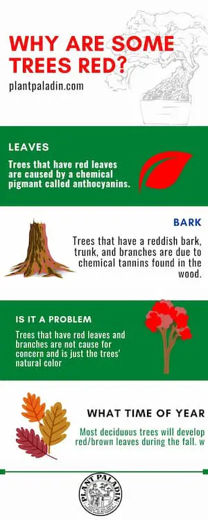 Why are some trees red - infographics
