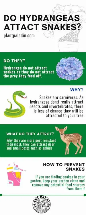 Do hydrangea attract snakes?