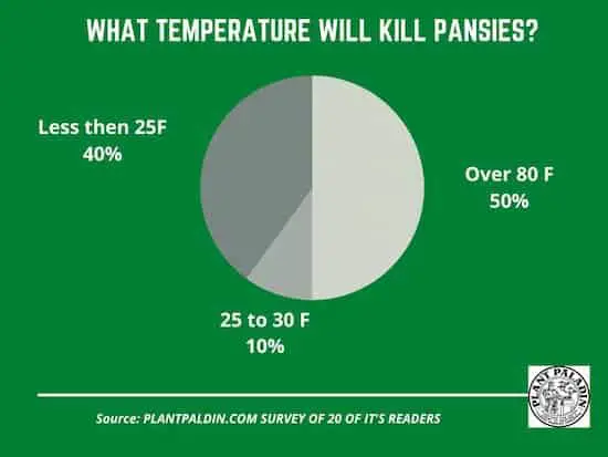 What temperature will kill pansies - survey results