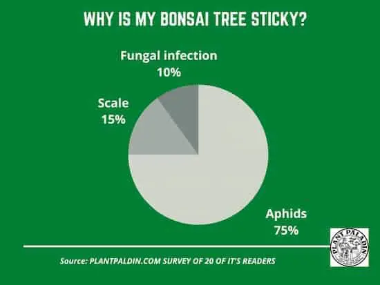 why does my bonsai have sticky leaves - survey