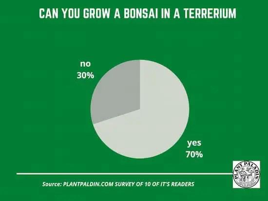 Can a bonsai tree live in a terrarium - survey results