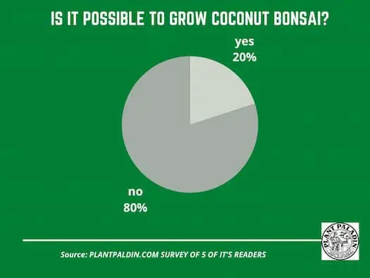 how to make a coconut bonsai - survey results