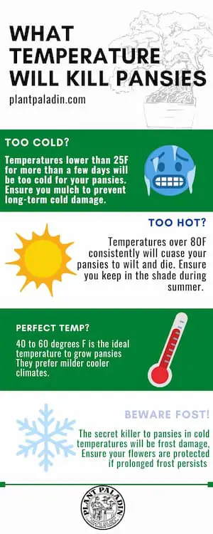 What temperature will kill pansies infographic