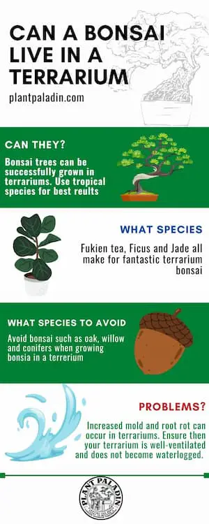 Can a bonsai tree live in a terrarium - infographic