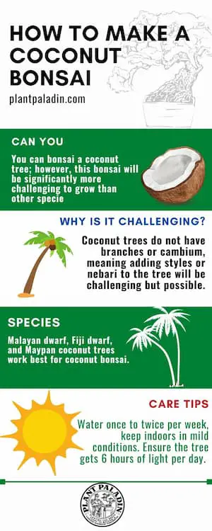 how to make a coconut bonsai - infographic