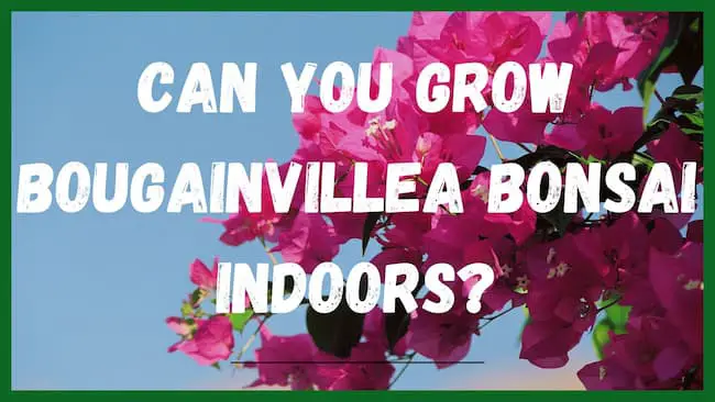 Can You Grow Bougainvillea Bonsai Indoors?