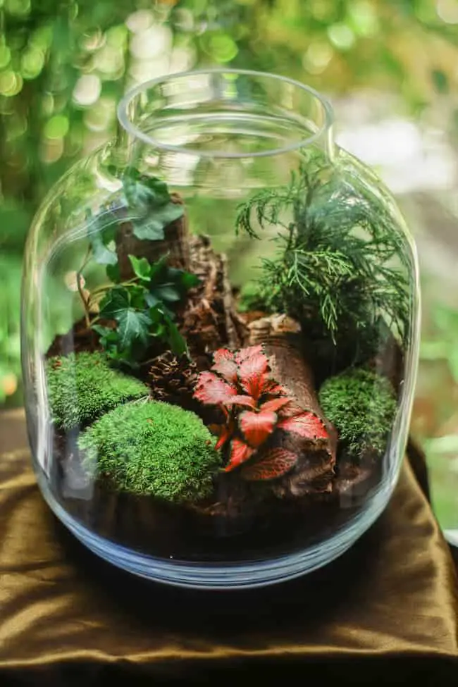 What are terrariums