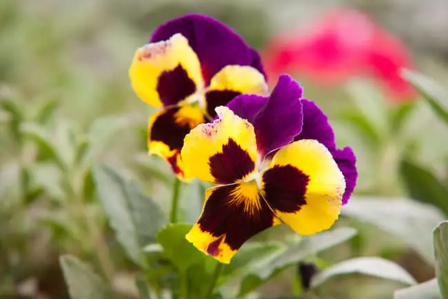 What Temperature Will Kill Pansies 