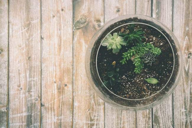 Can a bonsai tree live in a terrarium 