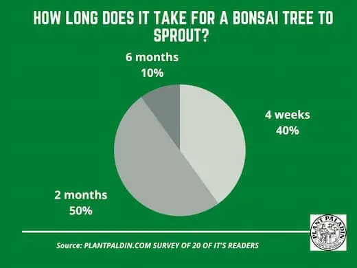 How long does it take for a bonsai tree to sprout? 
