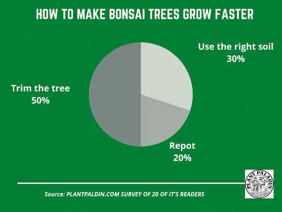 how to make bonsai trees grow faster - survey results